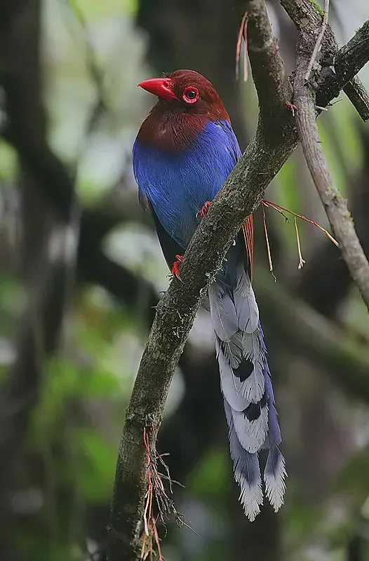 File:Urocissa ornata -Sinharaja National Park, Sri Lanka-8.jpg