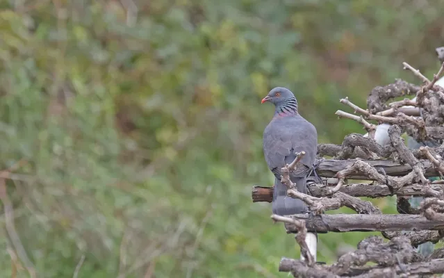 File:Columba bollii 184476176.jpg