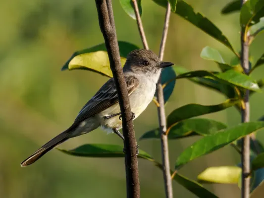 File:Rhytipterna immunda - Pale-bellied Mourner.jpg