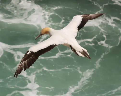 File:Australasian Gannet (Morus serrator) in flight, from above.jpg