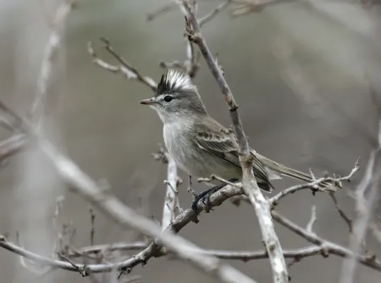 File:Pseudelaenia leucospodia - Gray-and-white Tyrannulet (cropped).jpg