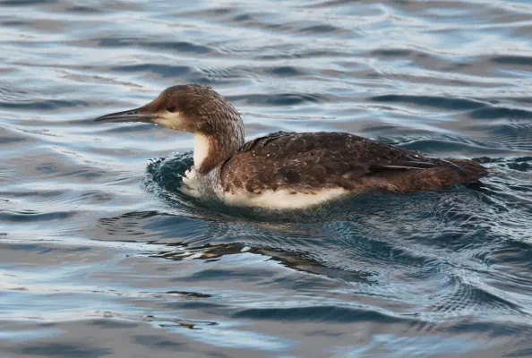 File:Gavia pacifica 143276247.jpg