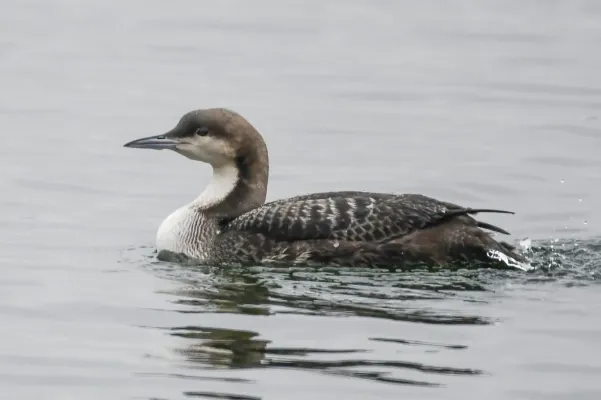 File:Gavia pacifica 172494537.jpg