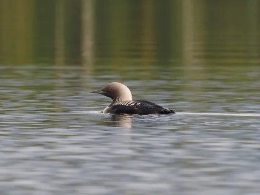 File:Gavia pacifica 236110187.jpg