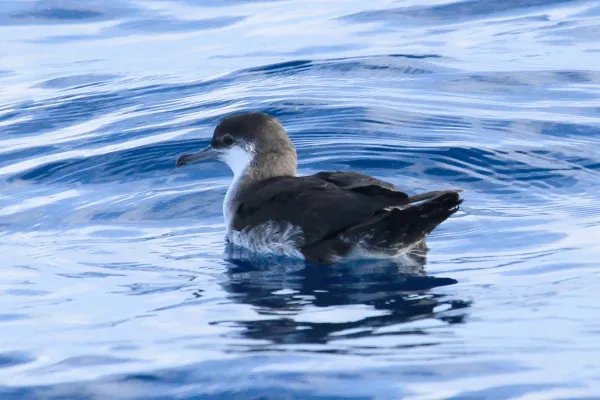 File:Puffinus lherminieri 154209340.jpg