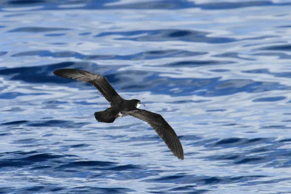File:Puffinus lherminieri 154209077.jpg