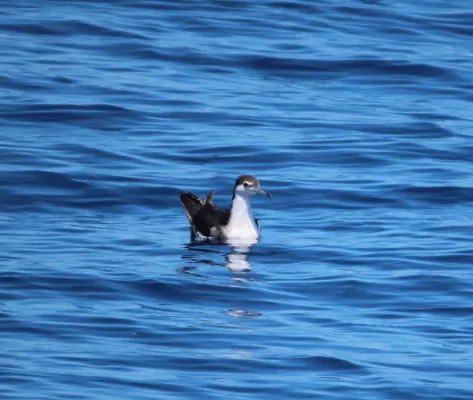 File:Puffinus lherminieri 151043351.jpg
