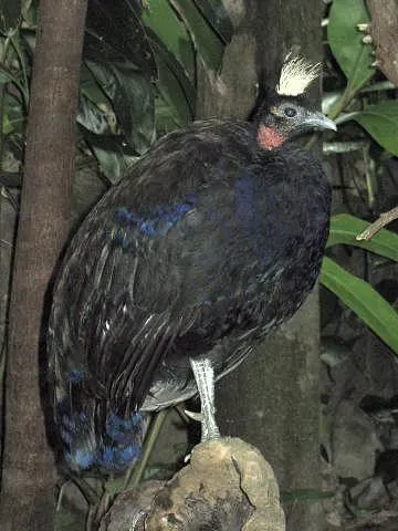 File:Stavenn Afropavo congensis 00.jpg