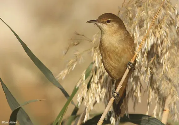 File:Clamorous reed warbler (Acrocephalus stentoreus)2 by Lior Kislev.jpg