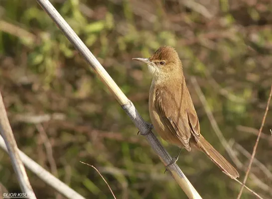 File:Clamorous reed warbler (Acrocephalus stentoreus) by Lior Kislev.jpg