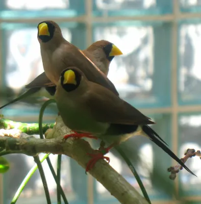 File:Poephila personata -Toledo Zoo, Ohio, USA-6a.jpg