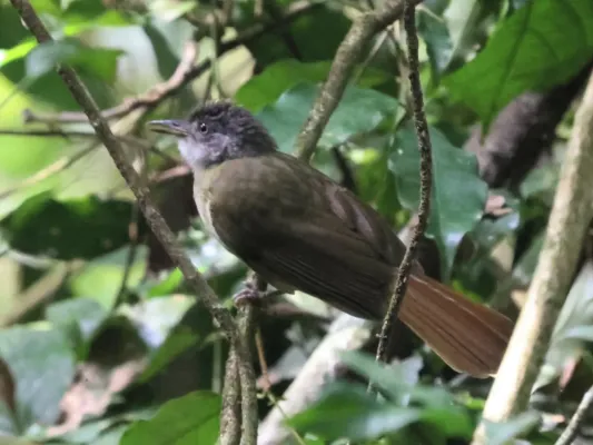 File:Phyllastrephus albigularis 248368236.jpg