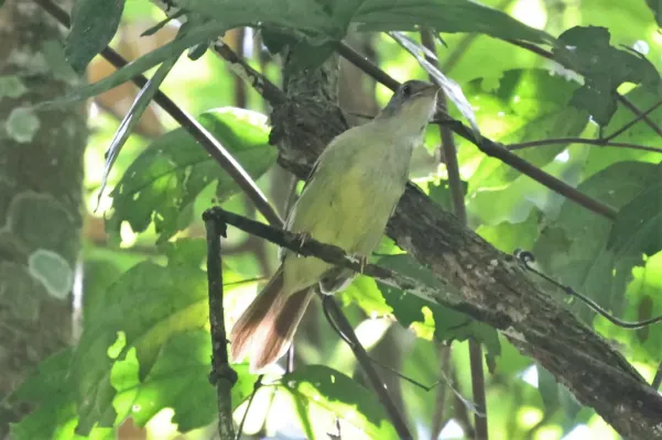 File:Phyllastrephus albigularis 248444527.jpg