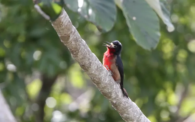 File:Melanerpes portoricensis 102399043.jpg
