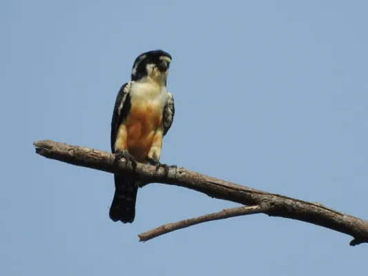File:Microhierax fringillarius 12291410.jpg