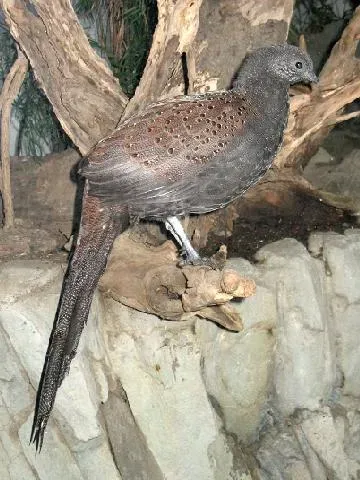 File:BxZ Polyplectron inopinatum 00b.jpg