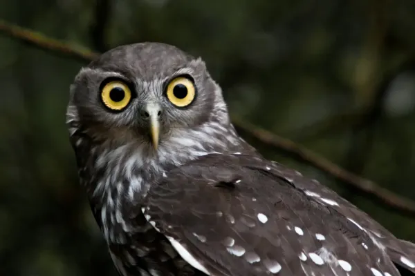File:Barking Owl (Ninox connivens).jpg