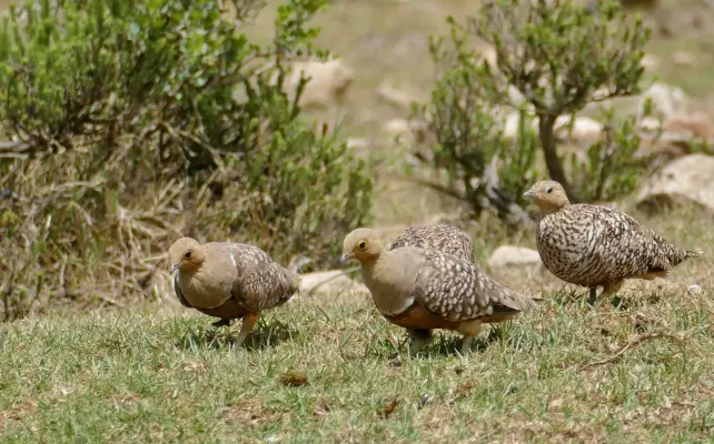 File:Namaqua Sandgrouses (Pterocles namaqua) (52665034155).jpg