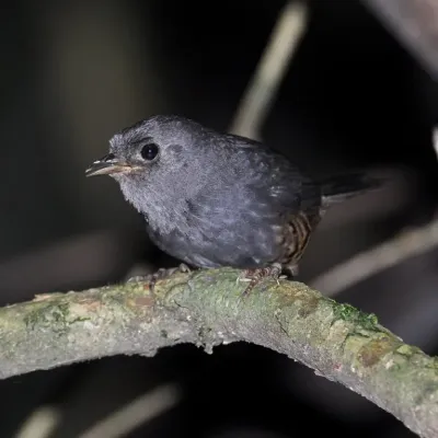 File:Planalto tapaculo Scytalopus pachecoi.jpg
