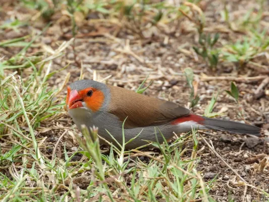File:Estrilda melpoda 129793710.jpg