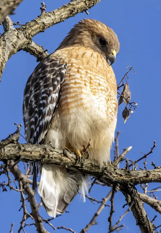 File:Red-shouldered hawk Buteo lineatus MD1.jpg