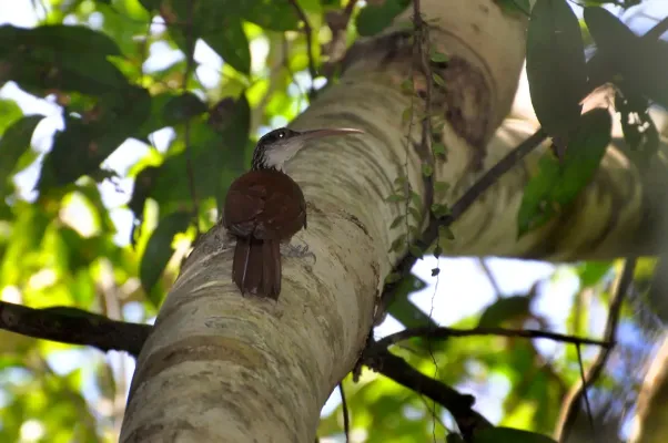 File:Long-billed Woodcreeper (Nasica longirostris).jpg