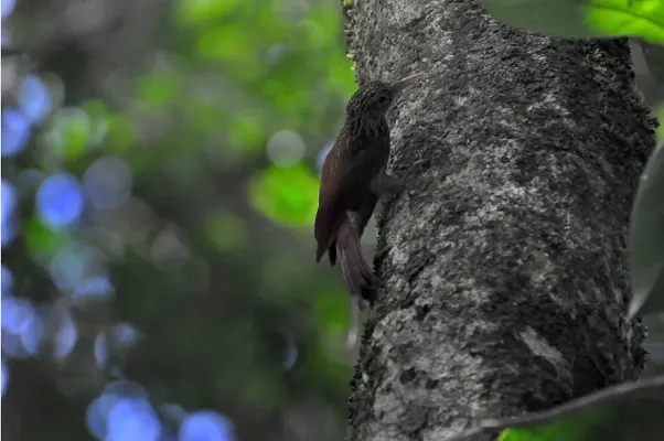 File:Xiphorhynchus elegans.jpg