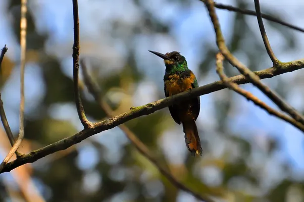 File:Galbula tombacea.jpg