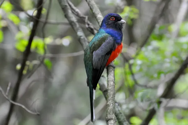 File:Trogon surrucura brazil.jpg