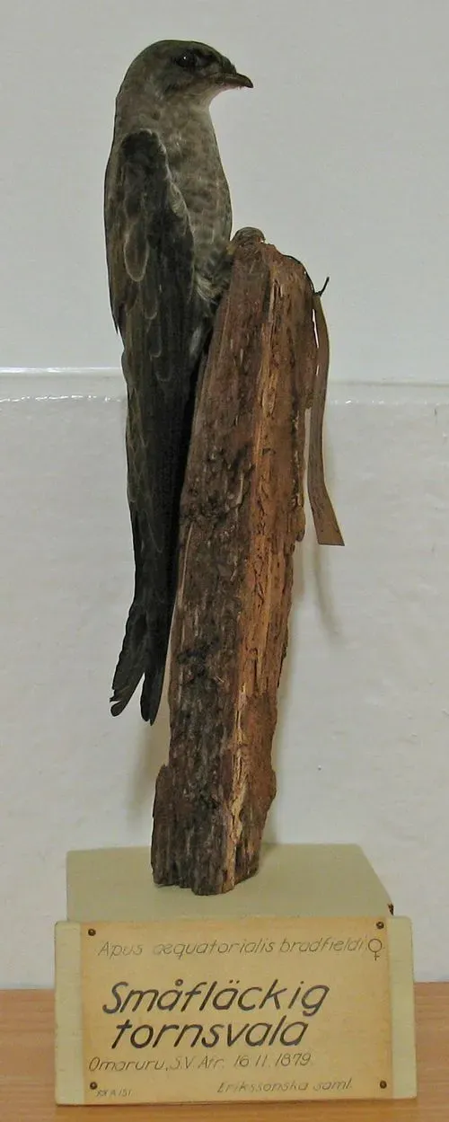 File:Tachymarptis aequatorialis.jpg