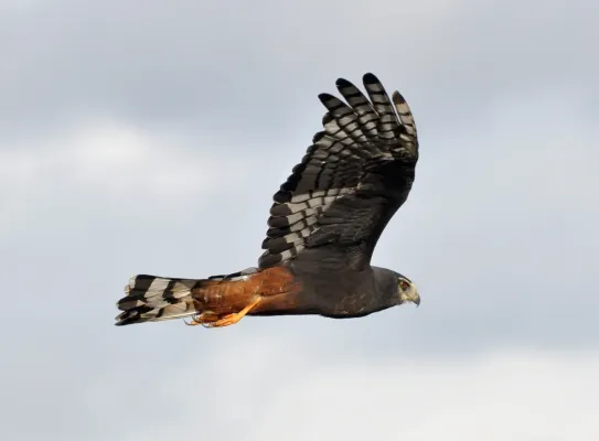 File:Circus buffoni male dark flight.jpg