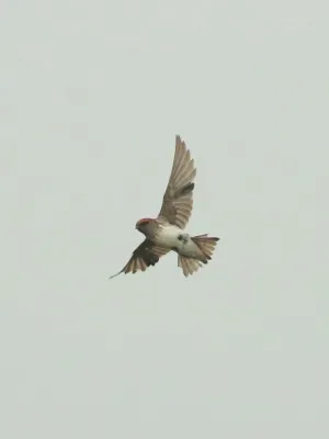 File:Streak-throated swallow (Petrochelidon fluvicola).jpg