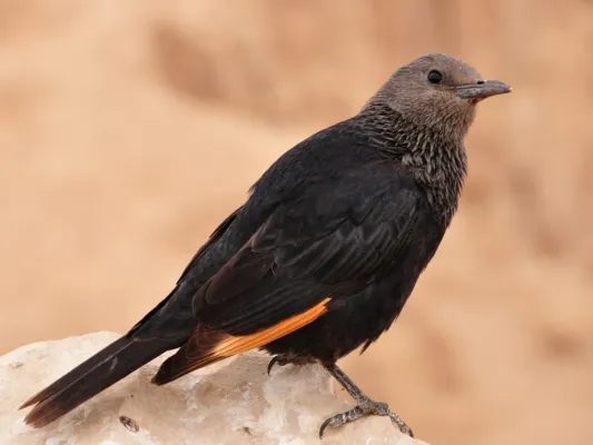 File:Onychognathus tristramii -Israel -female-8.jpg
