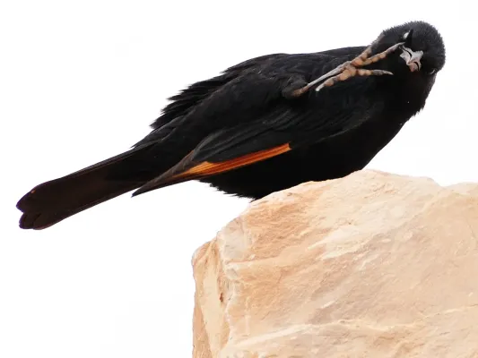 File:Onychognathus tristramii -Israel -male-8.jpg