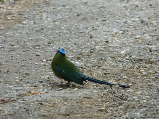 File:Momotus momota Barranquero Popayan Cauca (02).jpg