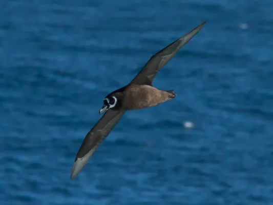 File:Spectacled Petrel, Procellaria conspicillata (cropped).jpg