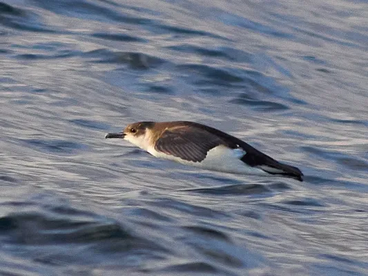 File:Little shearwater (Puffinus assimilis) (cropped).jpg