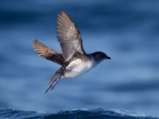 File:Pelecanoides urinatrix 2 - SE Tasmania (cropped).jpg