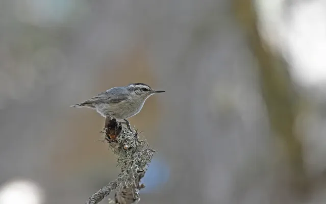 File:Sitta whiteheadi 216502558.jpg