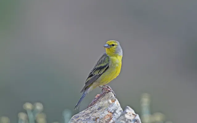 File:Carduelis corsicana 218493924.jpg