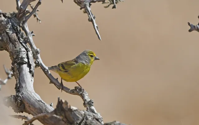 File:Carduelis corsicana 218496978.jpg