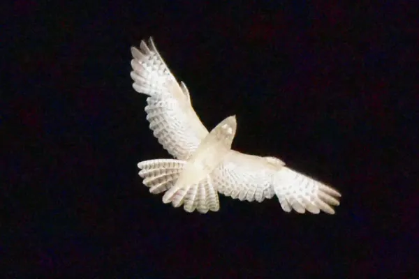File:Caprimulgus aegyptius 208430452.jpg