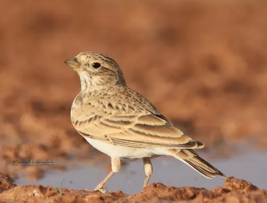 File:Alaudala rufescens 77058327.jpg