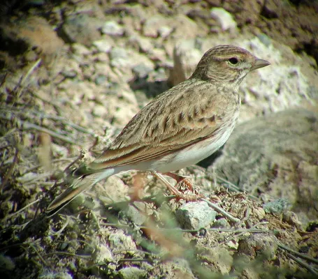 File:Alaudala rufescens 90921347.jpg