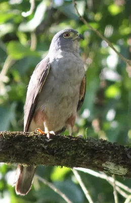 File:Rufous-thighed Kite (Harpagus diodon) (cropped).jpg