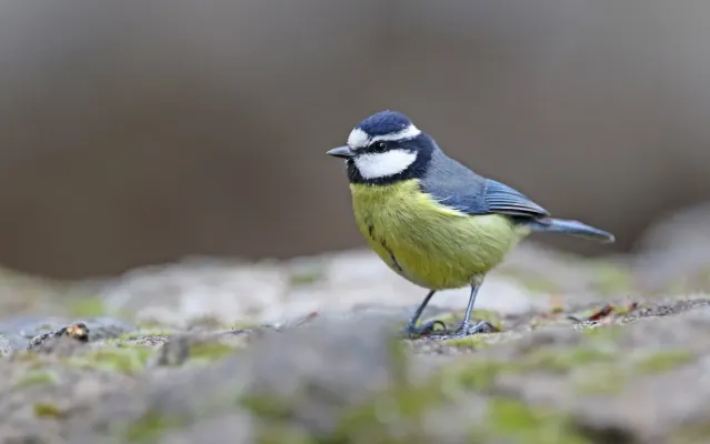 File:Cyanistes teneriffae teneriffae 184052669.jpg