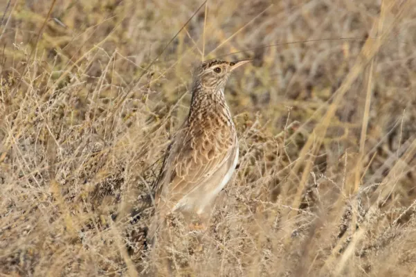 File:Chersophilus duponti 168410778.jpg