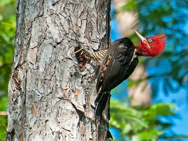 File:Campephilus robustus (cropped).jpg