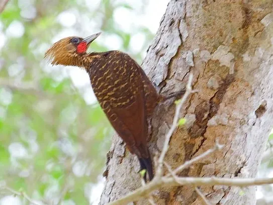 File:Celeus lugubris (cropped).jpeg
