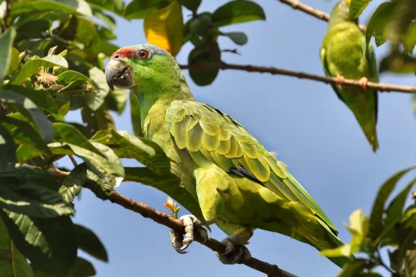 File:Amazona festiva -Uarini, Amazonas, Brasil-8.jpg